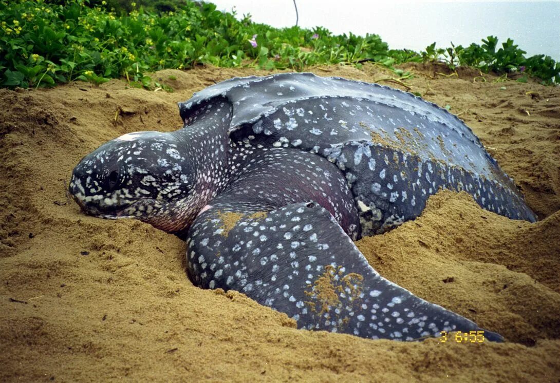 Кожистая черепаха. Кожистая морская черепаха. Кожистая черепаха Dermochelys coriacea. Панцирь кожистой черепахи.