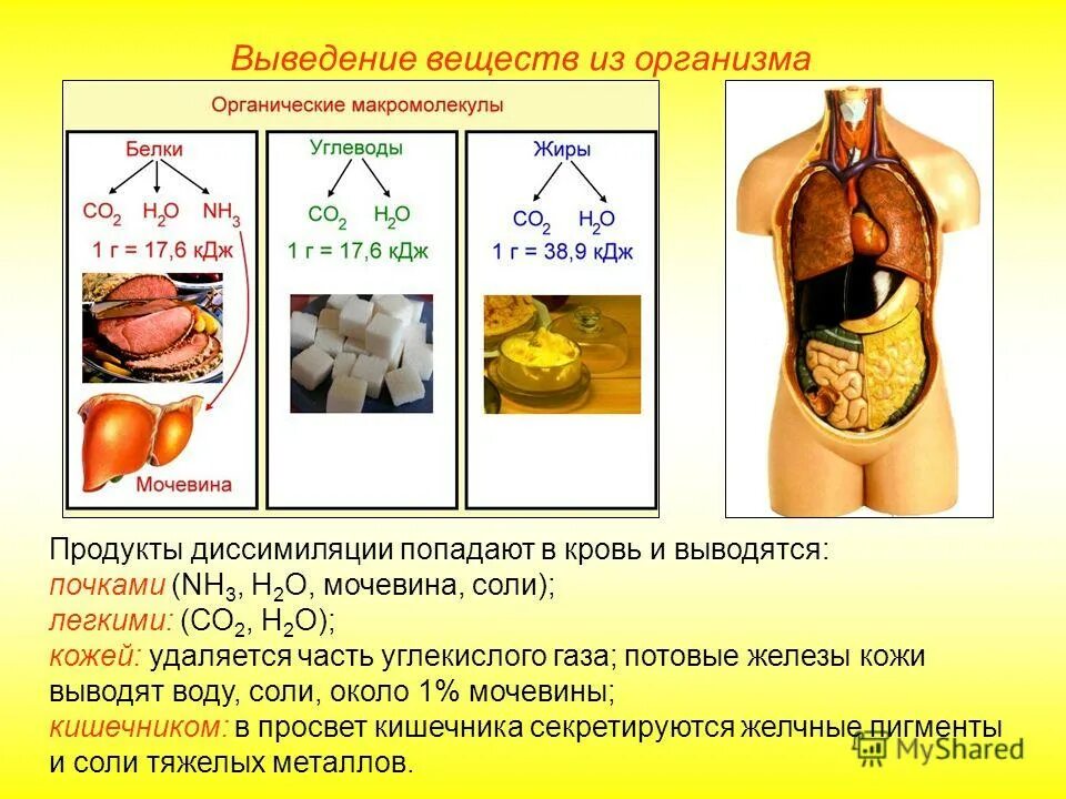 органы выведения воды из организма. какие вещества выводятся из организма. вывод вредных веществ из организма. выведение веществ из организма. какие вещества выводятся из организма.
