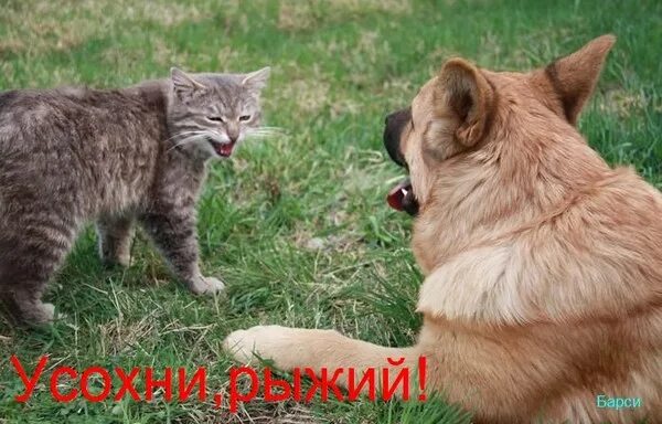 Че палишь. Зачем ты палишь. Арбитраж мем. Шо ты палишь. Просрочка мем.