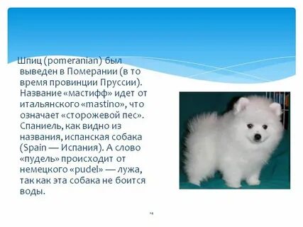 Померанский шпиц вес взрослой собаки