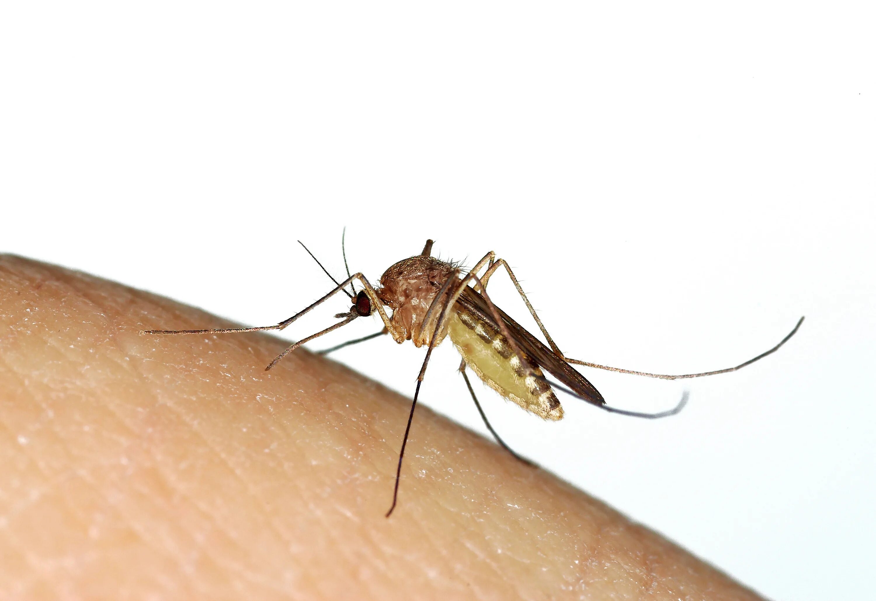 Комары разновидности. Комар с желтым брюшком. Маленькие комары. Комар с желтым пузом. Комар членистоногие двукрылые