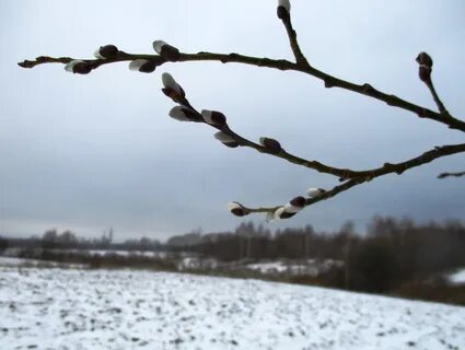 Непаўторная вясна люба