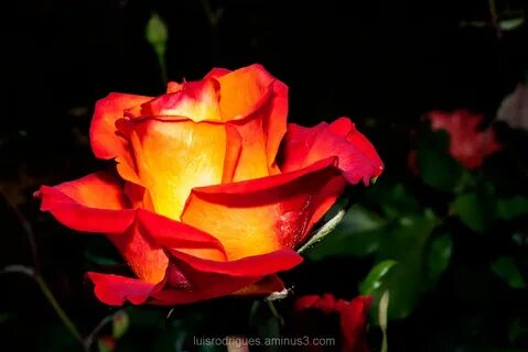 Passion rose