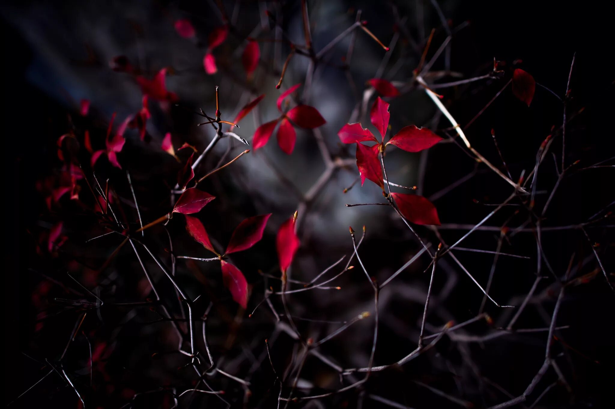 Багряной веткой. Темная листва. Ветка с красными листьями. Темно бордовые листья. Красный лист.