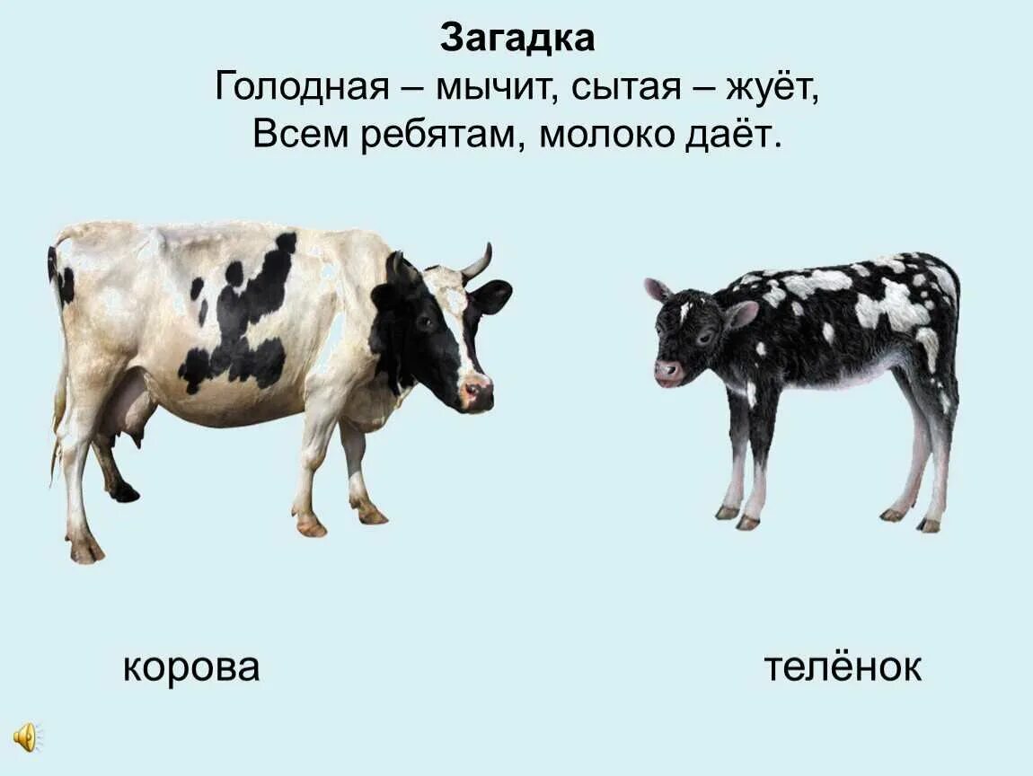 Загадка про корову для детей. Сама пестрая ест зеленое дает белое кто. Молоко дает корова загадка. Загадка про молоко. Молоко дает корова загадка.