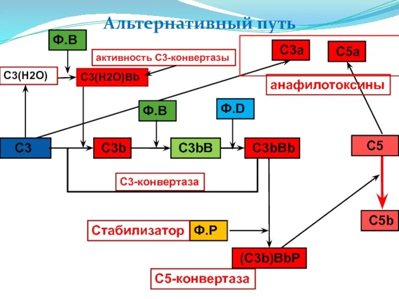 С3 комплемент. Реакции образования с3-конвертазы. с5 конвертаза альтернативного пути. реакции образования с3-конвертазы альтернативного. классический путь активации системы комплемента.