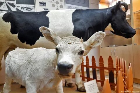 Музей животноводства в москве