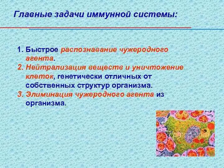 Задачи иммунной системы. Задачи иммунитета.