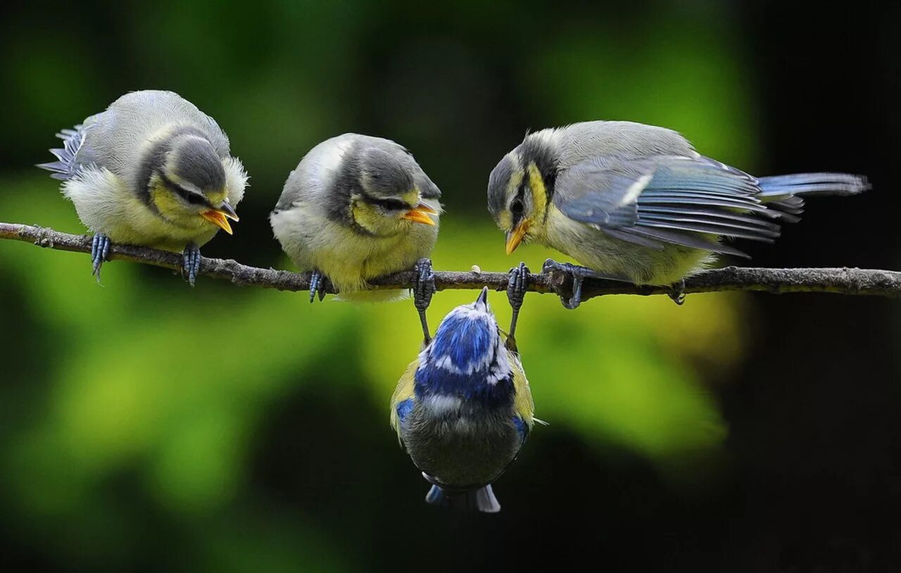 Bird but it is