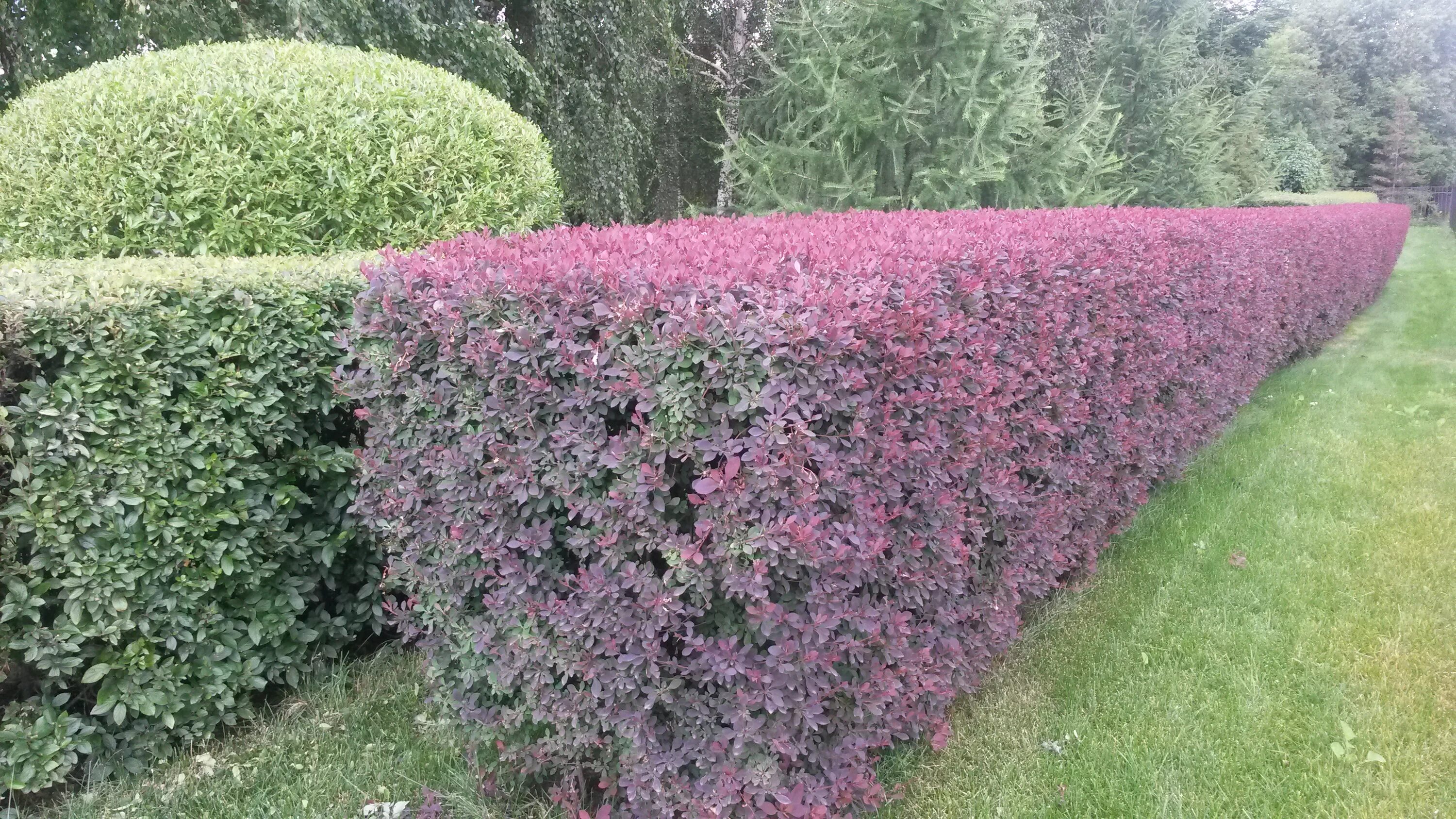 Файл:Euonymus alatus Toronto.JPG - Вікіпедія