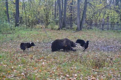 Медвежий помет как выглядит в лесу