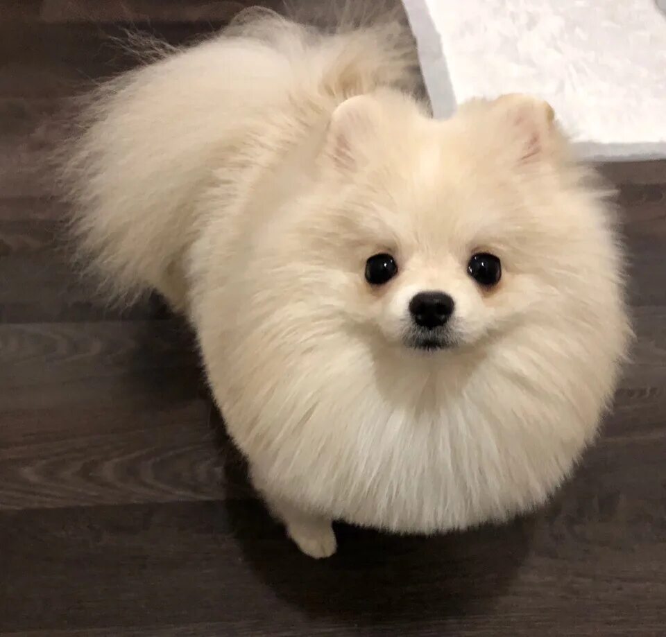 Вязка шпицев. Вязка шпицев фото. Вязка шпицев. Вязка шпицев. Доляжу оскар шпиц.