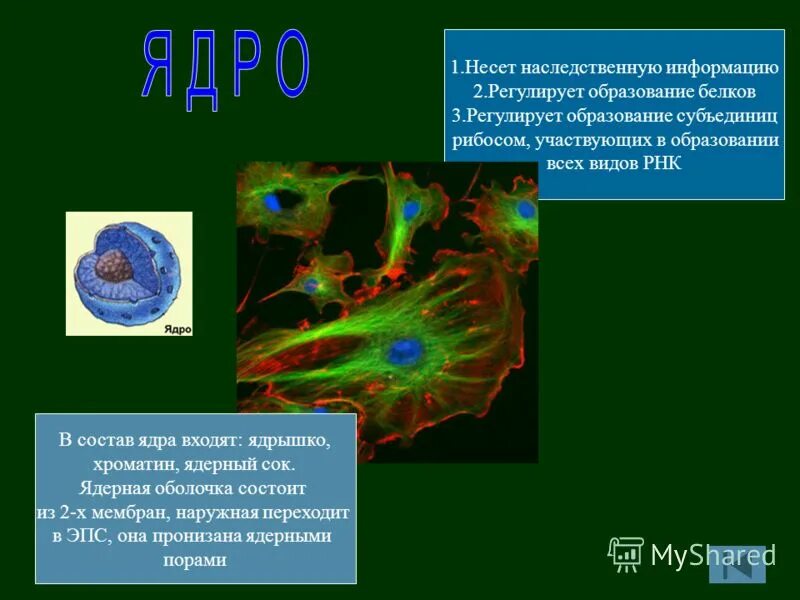 Клетки несущие наследственную информацию. Несут наследственную информацию. ядрышко участвует в образовании. что участвует в формировании ядрышка. белки несут генетическую информацию.