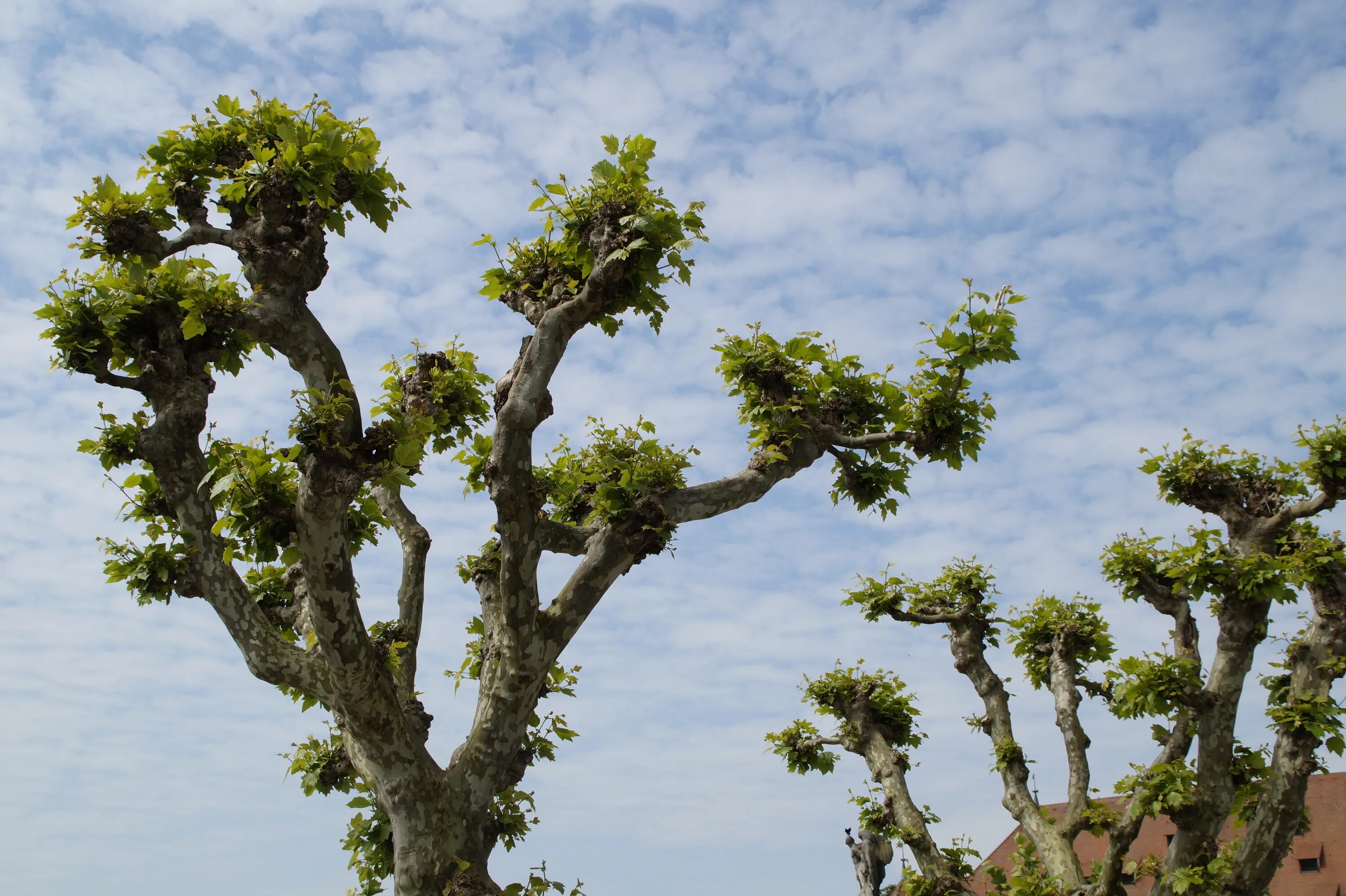 Plane tree
