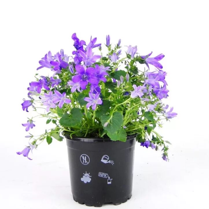 Кампанула (Campanula). Кампанула Берлин биколор. Кампанула Dublin bicolor. Кампанула бархатная.