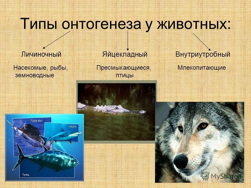 Яйцекладный онтогенез. Типы онтогенеза личиночный яйцекладный внутриутробный. Онтогенез и его периоды. Какие типы онтогенеза различают у животных. Типы онтогенеза.