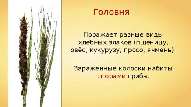 Головня хлебных злаков проявляется в форме. Головня болезнь пшеницы. головня яровая пшеница. головня злаков. пыльная головня злаков.