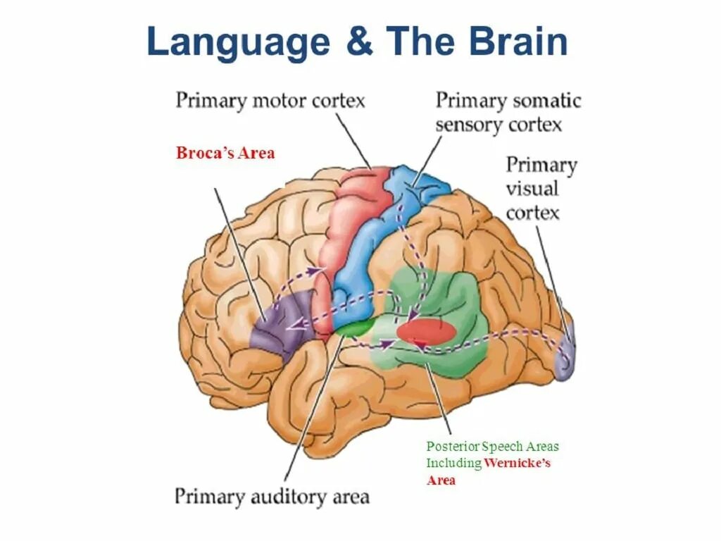 He is a brain. Broca's area Wernicke's area. Broca s area and Wernicke s area. Brain and language. Language areas in the Brain.