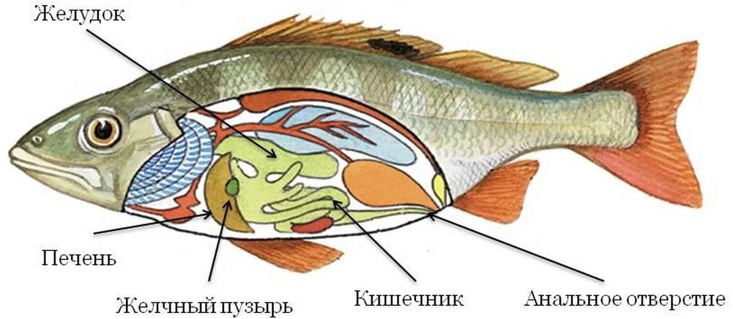 Пищевое отношение между щукой и речным окунем. Пищеварительная система речного окуня. Пищеварительная система костных рыб. Строение рыбы путассу. Пищеварительная система костистых рыб.