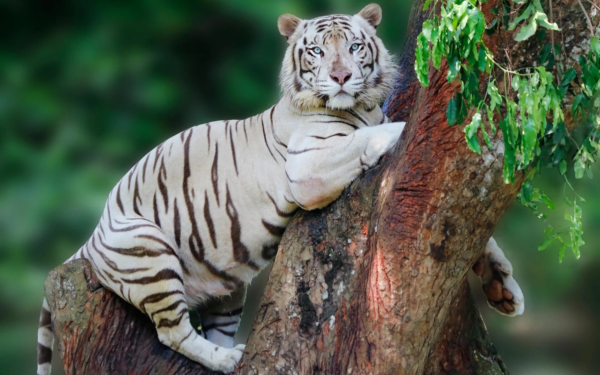Tree tiger