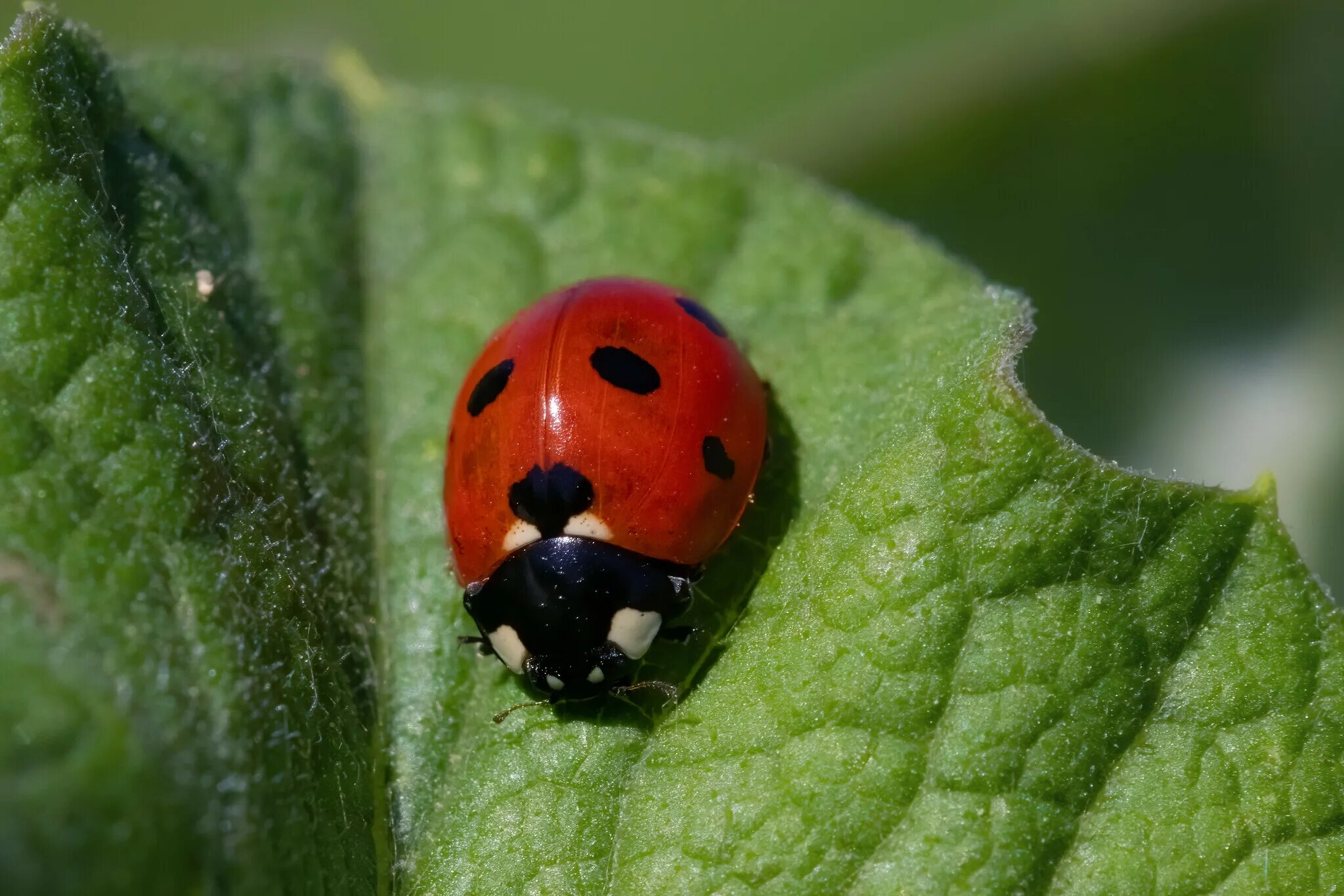 Установить божьи коровки. Люцерновая божья коровка. Божьи коровки (coccinellidae). Жесткокрылые божья коровка. Жвалы божьей коровки.