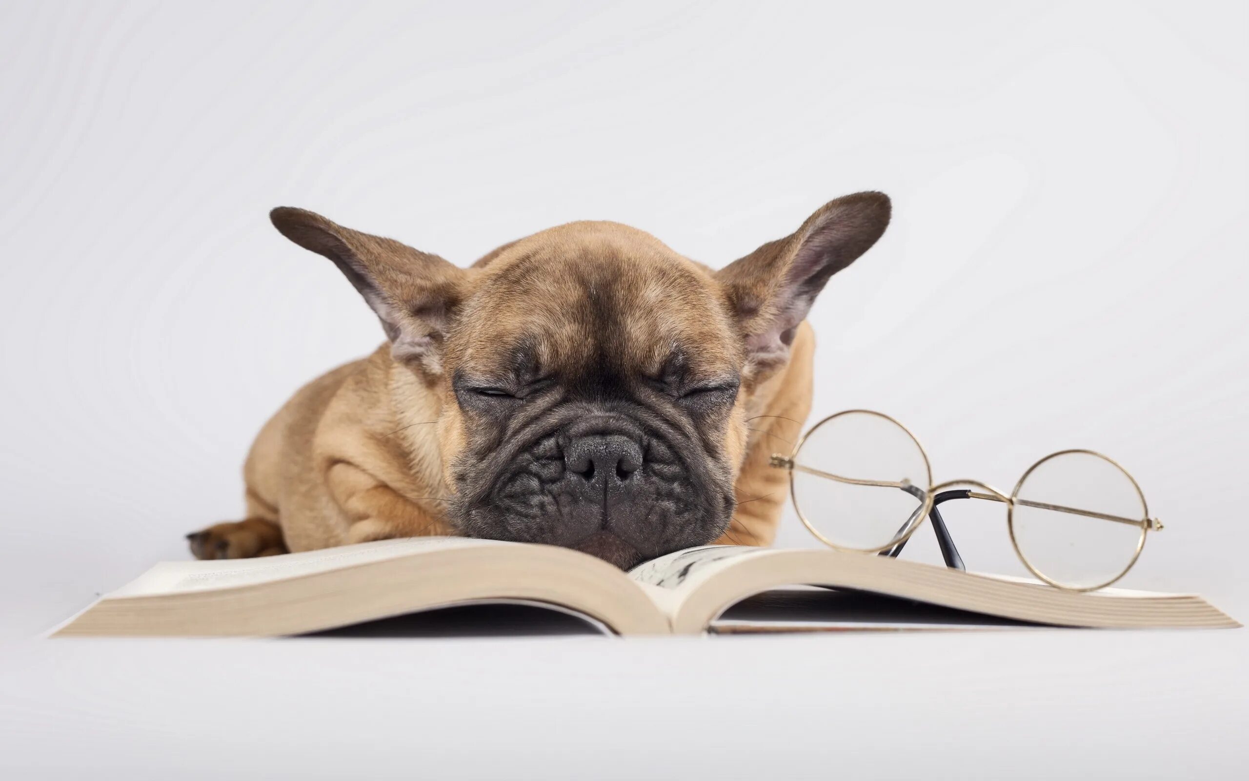 Учительница собака. Умная собака в очках. Французский бульдог в очках. Умные животные. Собака с книжкой.