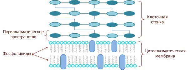 Прокариоты клеточной мембраны. Структура цитоплазматической мембраны прокариот. Плазматическая мембрана прокариот строение. Строение цитоплазматической мембраны прокариот. Функции цитоплазматической мембраны прокариот.