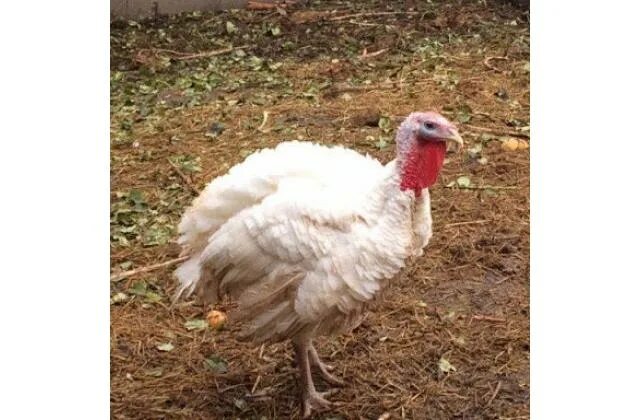 Хайбрид мейкер. Индюк бройлерный хайбрид грейд мейкер. Хайбрид мейкер. Хайбрид мейкер. Индюки породы хайбрид.