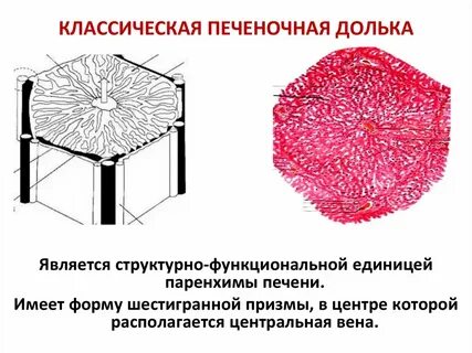 Центр дольки печени
