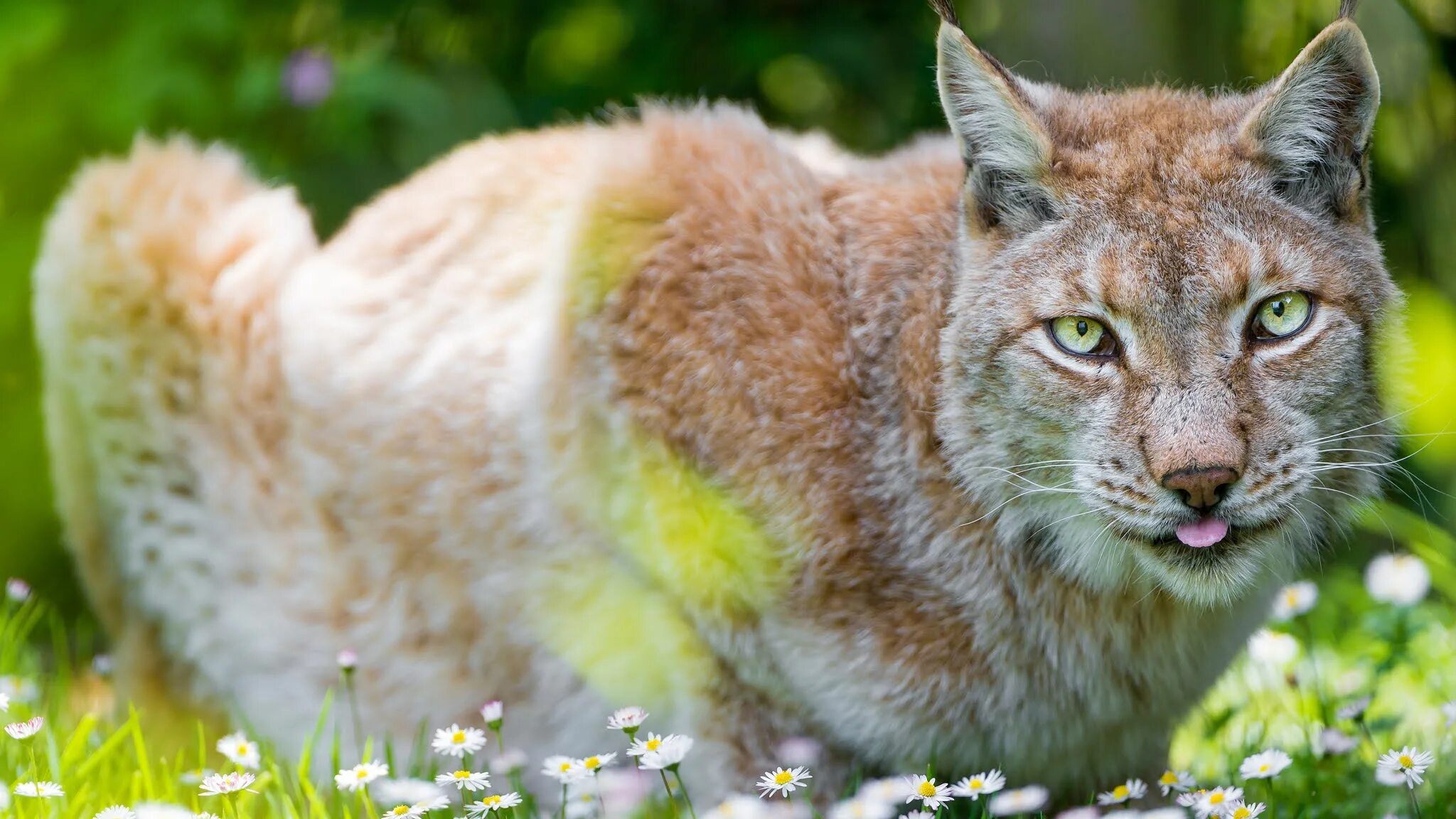 Туркестанская рысь. Рысь - lynx lynx (linnaeus, 1758). Рысь линкс. Рысь линкс. Обыкновенная (евразийская) рысь.