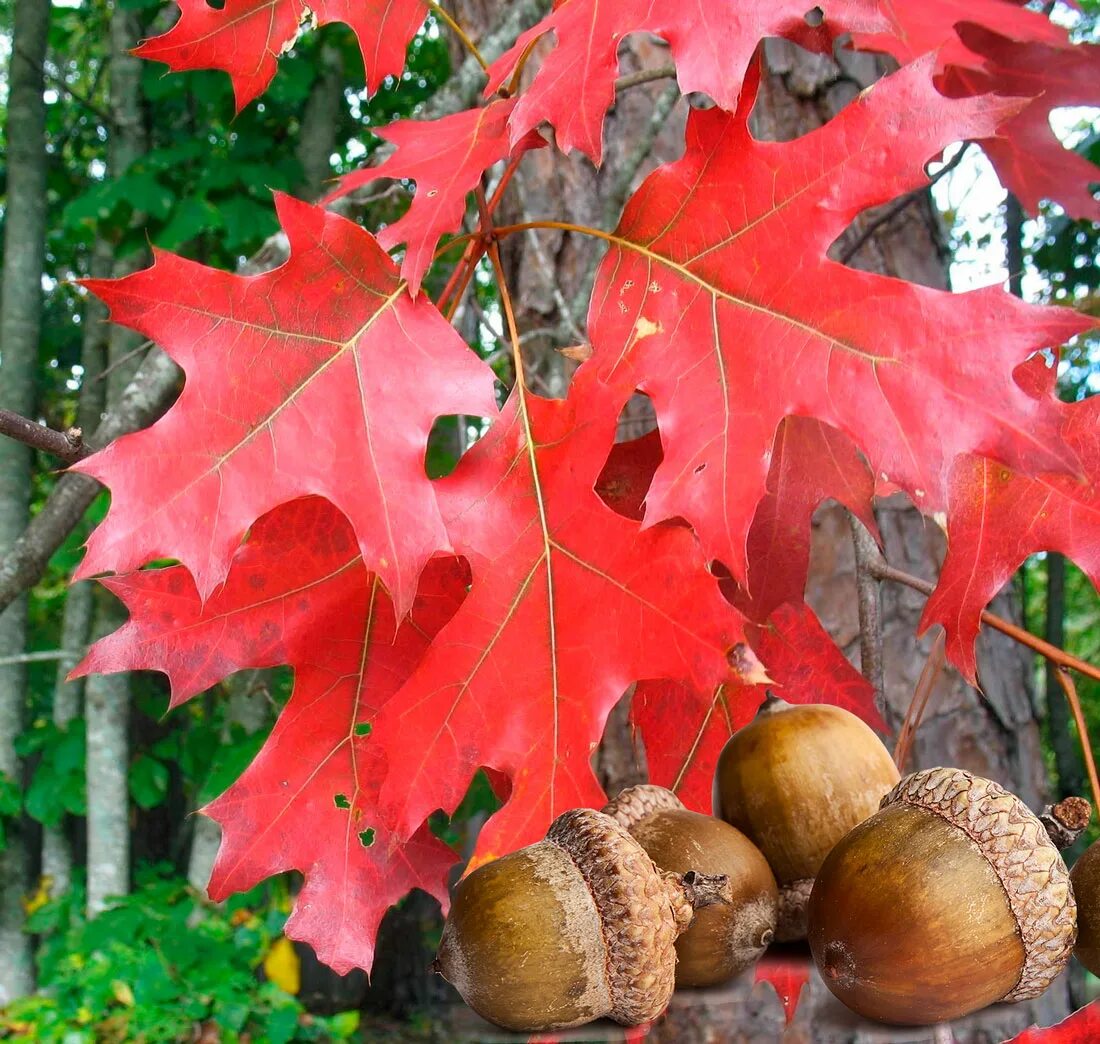 Дуб красный Quercus rubra. Дуб красный, Северный Quercus rubra. Дуб красный Quercus rubra желуди. Канадский остролистный дуб желуди. Красно черешчатый дуб