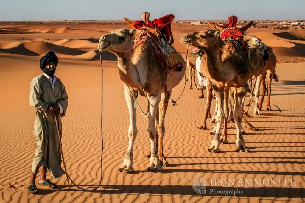 Занятия людей в пустыне. Верблюды в пустыне Мавритании. Скотоводство в пустыне. Животноводство в пустыне. Скотоводство в сахаре.