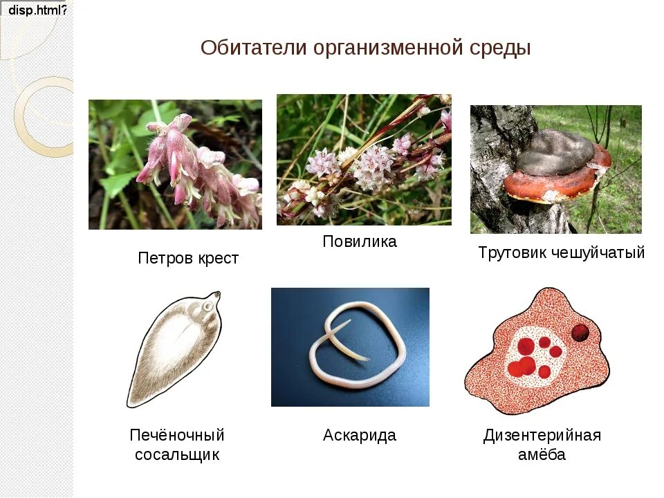 Органические обитатели. Организменная среда обитания примеры растений. Обитатели организменной среды. Обитателиорганизменной среды. Организмы обитающие в организменной среде.