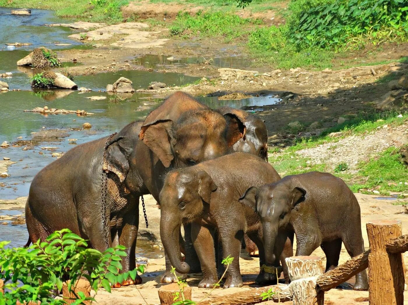 Пиннавела шри ланка. Слоновий питомник Шри Ланка Пиннавела. Слоновий питомник на Шри Ланке. Пинавелла питомник слонов.