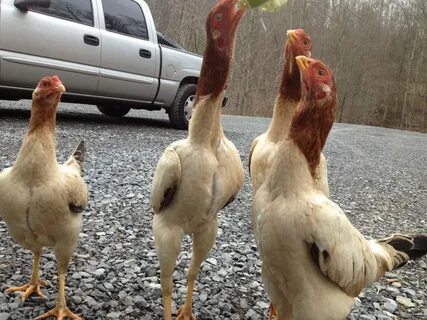 Tall chicken