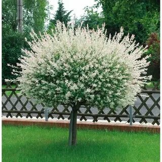 Хакуро