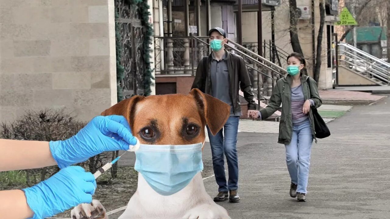 Кто в маске щенка 5. Собака в медицинской маске. Животные в мед маске. Звери в медицинских масках. Маска собаки.