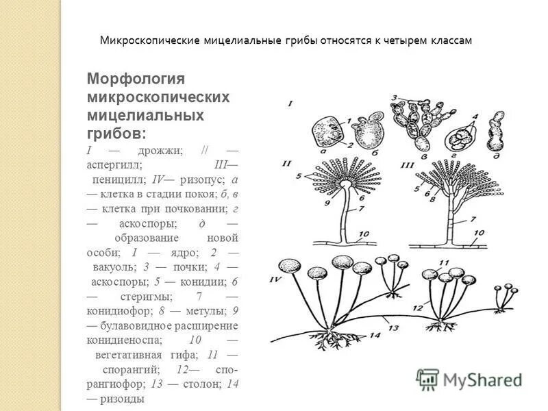 мицелиальные формы. субстратный и воздушный мицелий. преимущества мицелиальной формы жизни. преимущества мицелиальной формы жизни. преимущества мицелиальной формы жизни.