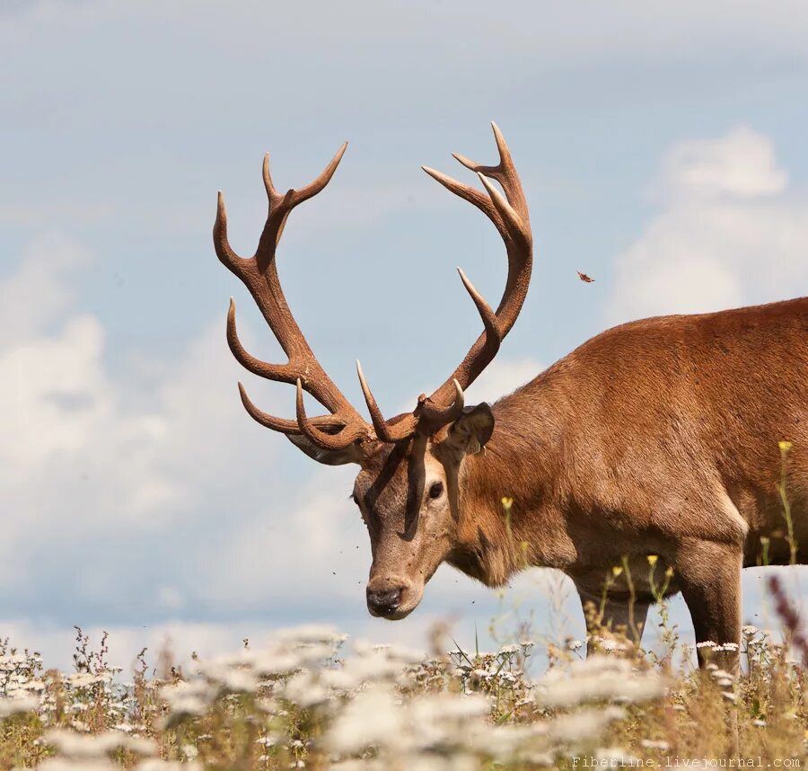 рога "северный олень". рога северного оленя. рога оленя. аляска карибу. северный олень с большими рогами.