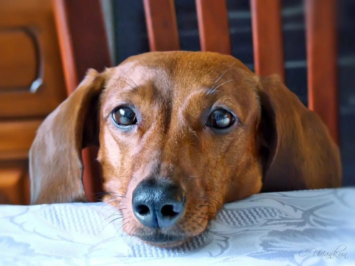 Жалостливые глаза собаки. Испуганный пес. Лабрадор черный щенок. Провинившийся щенок. Над виноватый.