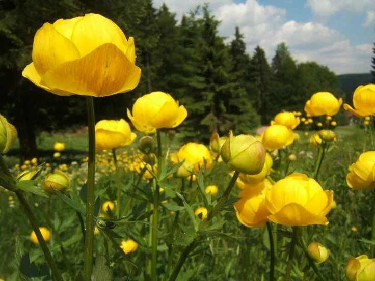Картина на холсте "Бархатцы болотные, caltha palustris, естественный запас" 120x