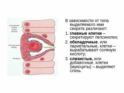 Главные и обкладочные клетки
