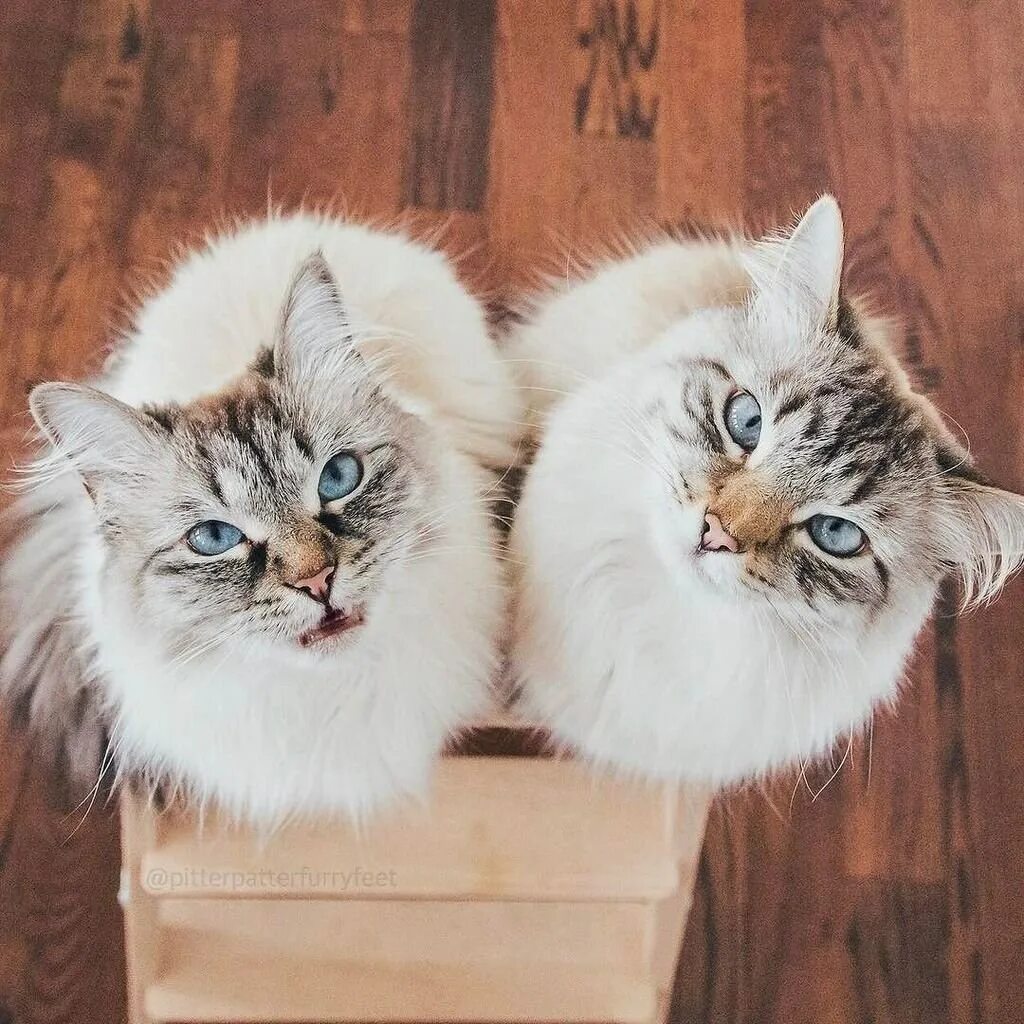 Лп кот. Парные котики. два кота. парная аватарка с котиками. смешные котики парные.