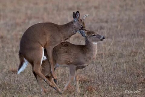 This doe apparently did not conceive earlier during the rut and is again re...