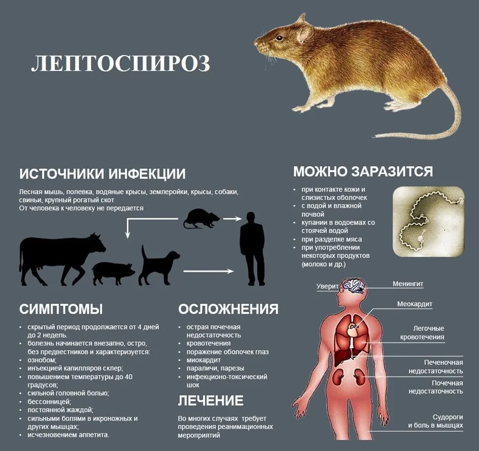 Фактор мыши. Признаки лептоспироза у животных. Лептоспироз переносчики инфекции. Клинические проявления лептоспироза у животных. Лептоспироз эпизоотология Ветеринария.