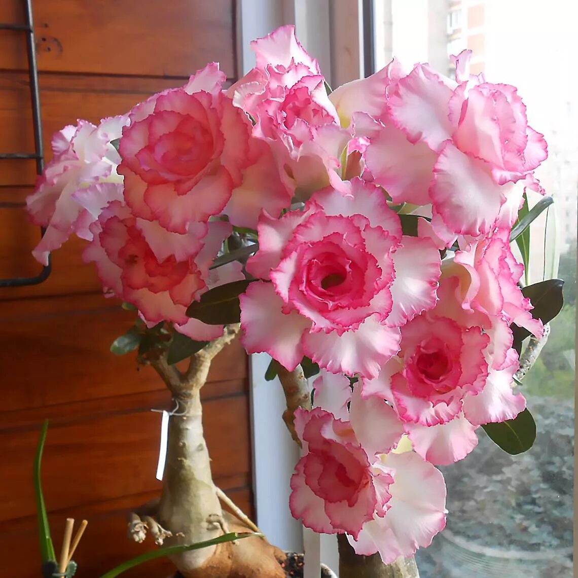 Адениум кактусы. Адениум махровый. Adenium obesum triple flower. Адениум тучный. Адениум розовый махровый.