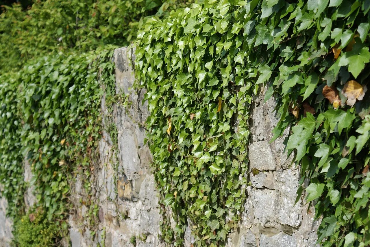 Под плющом. Плющ вечнозеленый (Hedera).. Плющ толстолистный. Плющ обыкновенный куст. Развалины храма плющ Эстетика.