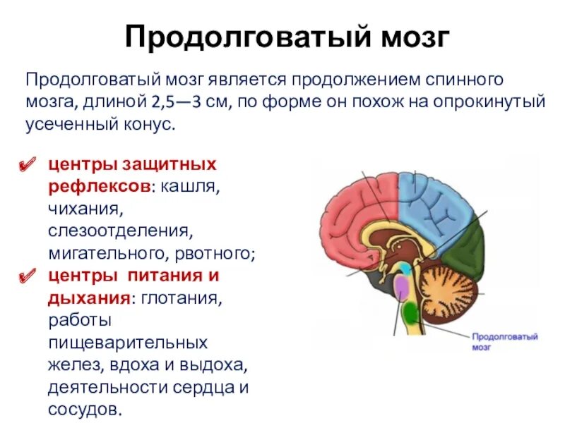Продолговатый мозг продолжение спинного мозга. Головной мозг презентация. Функции продолговатого мозга. Продолговатый мозг является. Кашлевой рефлекс какой отдел мозга