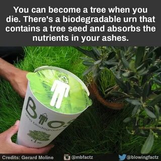 Как сделать bio