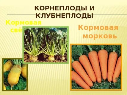 Кормовые культуры корнеплоды